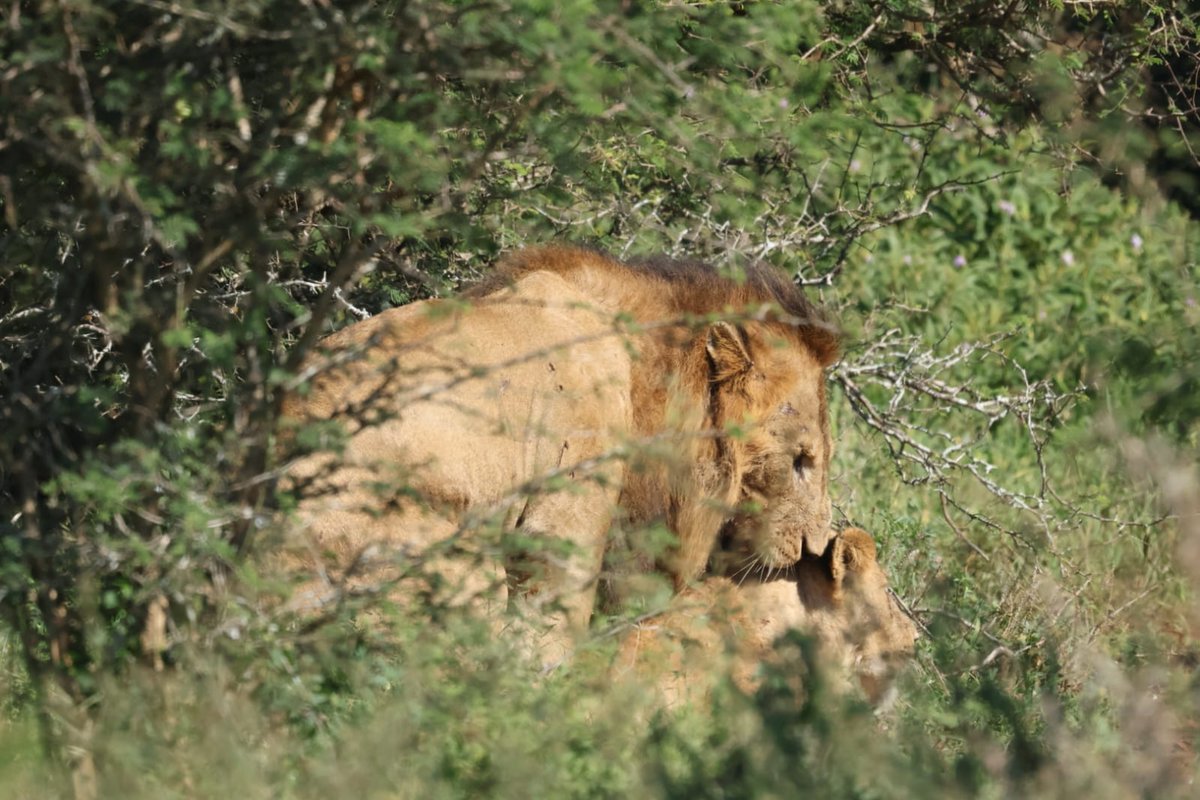 Latest Kruger tweet media