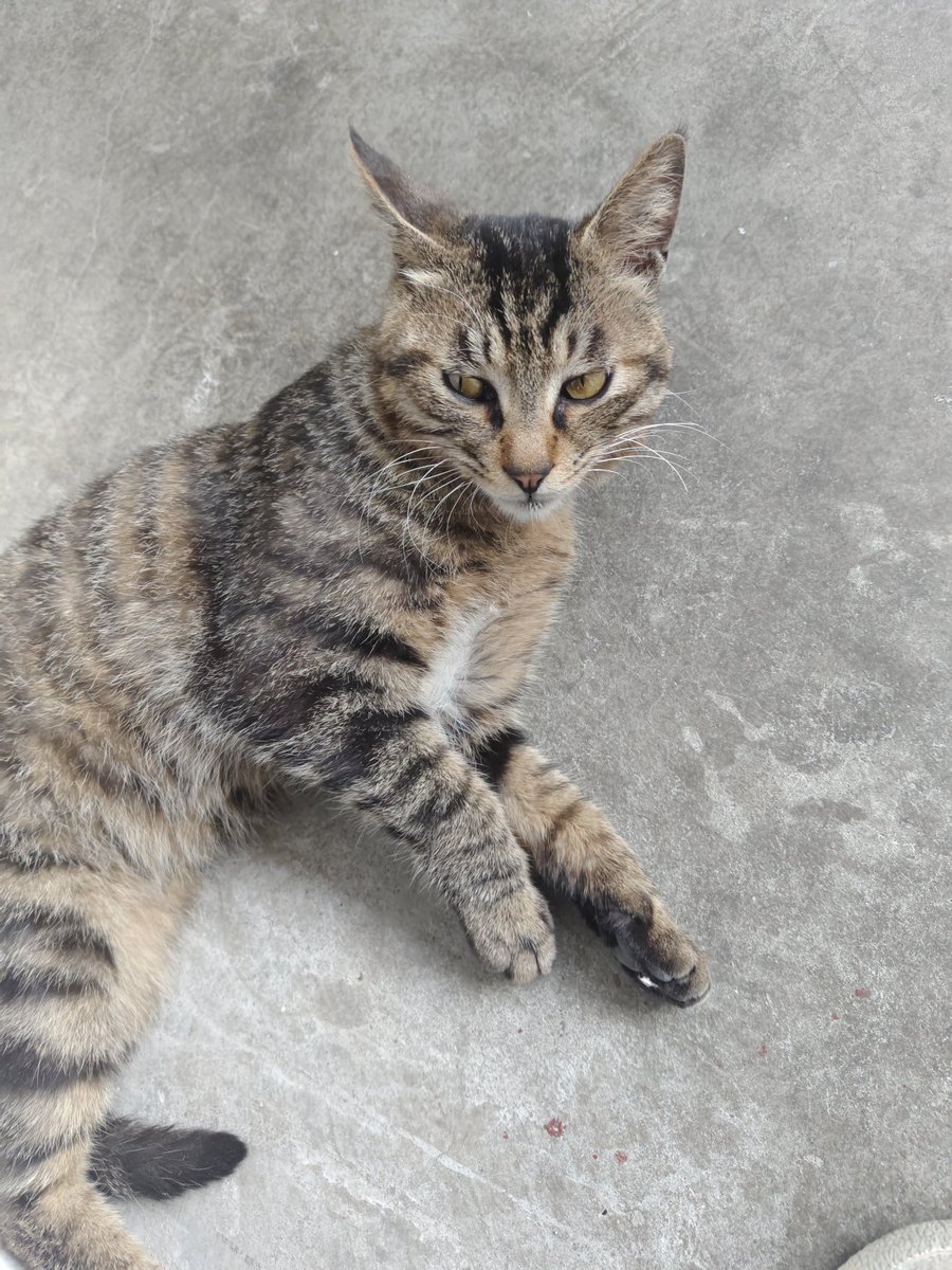 Solisarius's tweet photo. 小猫勇闯校园 https://t.co/y5AS29z9uG