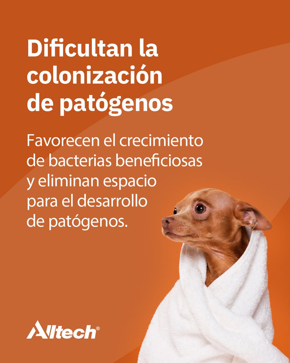 AlltechSpain's tweet photo. 💡En perros y gatos, el intestino actúa como un eje central en la inmunidad. Mantener su equilibrio no solo favorece la digestión, sino que también optimiza la capacidad del organismo para enfrentarse a desafíos externos.

Consulta el artículo completo: https://t.co/4AAMgHzfoL https://t.co/OJnLj6bmyS