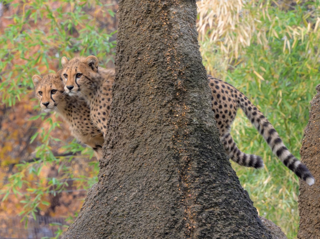 stlzoo's tweet photo. What do you mean Cora’s quints are already one year old? 🐆🥳 Happy birthday to Asha, Bozzie, Chirpa, Milani and Wickett! These quintuplets are the first litter to parents Cora and Vader. We’re celebrating with a look back at some of the cubs’ cutest moments throughout the year! https://t.co/1g0EBt71vx