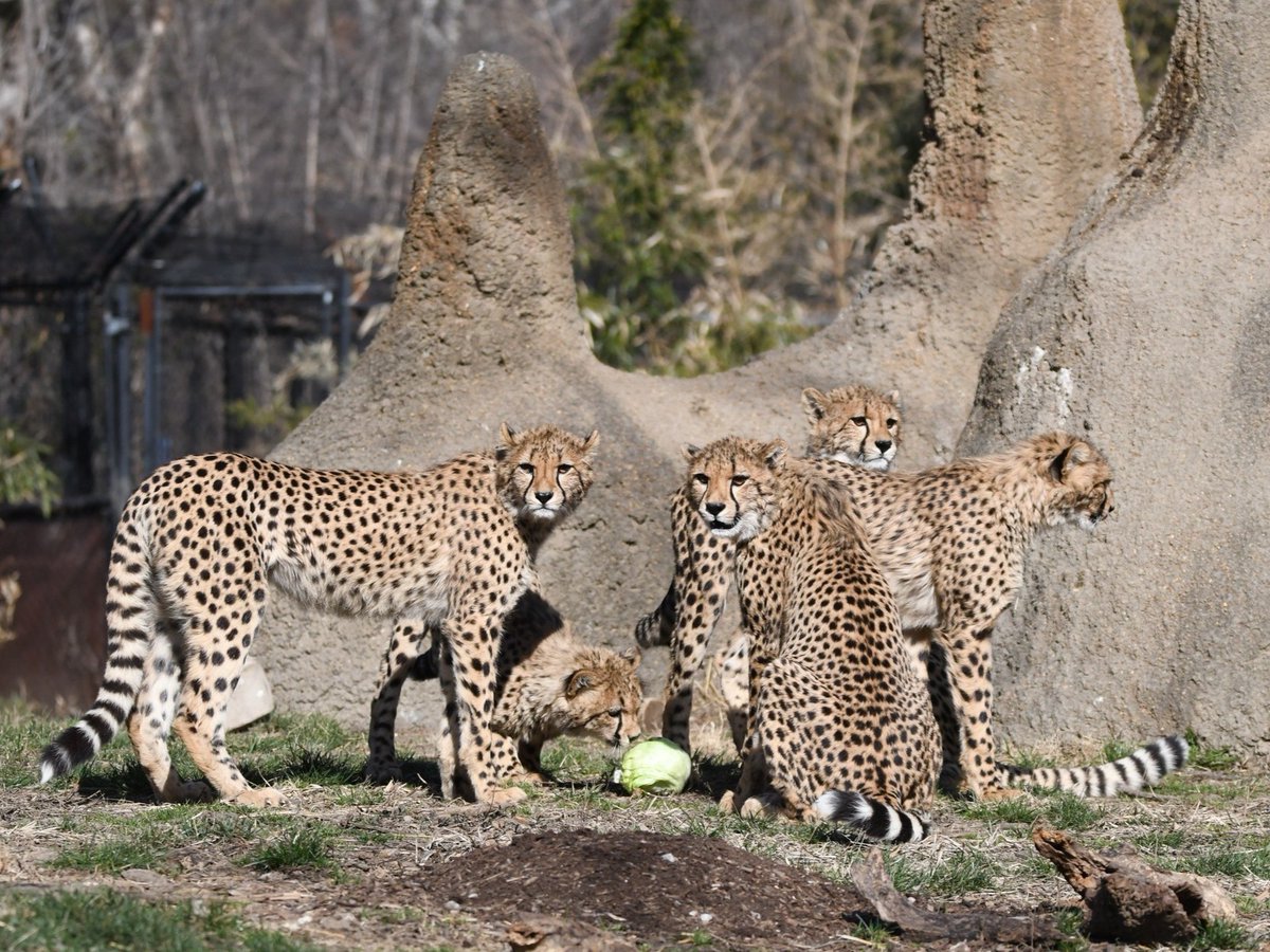 stlzoo's tweet photo. What do you mean Cora’s quints are already one year old? 🐆🥳 Happy birthday to Asha, Bozzie, Chirpa, Milani and Wickett! These quintuplets are the first litter to parents Cora and Vader. We’re celebrating with a look back at some of the cubs’ cutest moments throughout the year! https://t.co/1g0EBt71vx