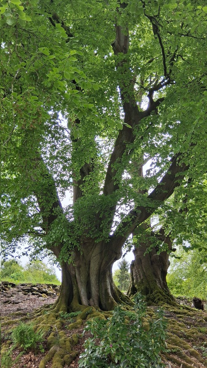 raindrop_rose1's tweet image. Fell Foot Park, Windermere 

#TreeClub