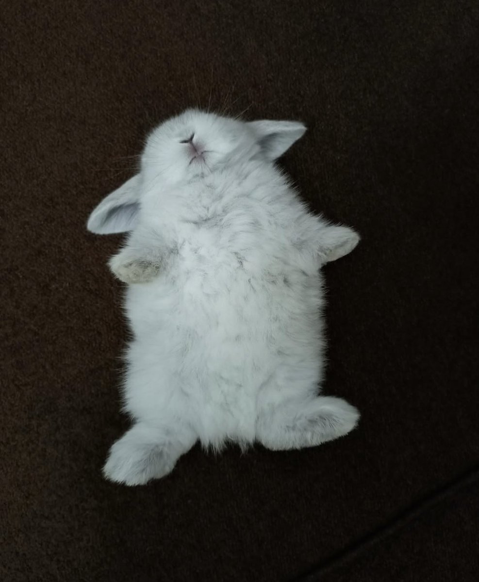 Nap Rencer Professional napper 🐰😴