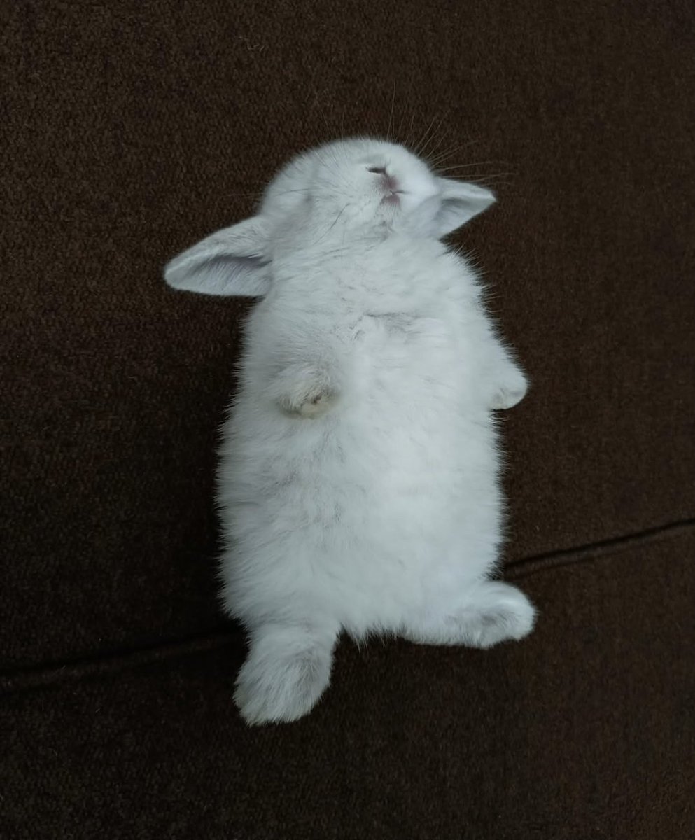 Nap Rencer Professional napper 🐰😴