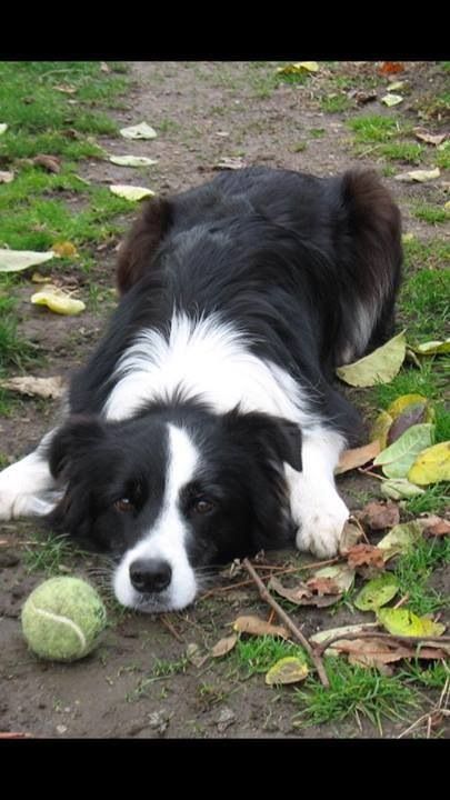 frailhart's tweet photo. A sweet and sad puppy sits in front of @AdamastosFiore at the park and looks at him with pleading eyes.
As if asking to play. https://t.co/OD4TRCMlMJ