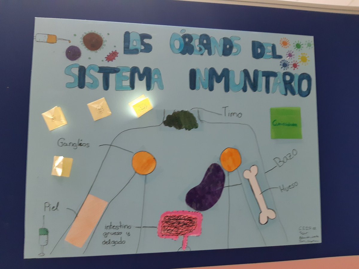 immunemadrid's tweet photo. Cuando los niños nos ilustran el sistema inmunitario. Hall Principal Facultad Biologia de la UCM. Ultimos dias. https://t.co/XiXahPGLxj