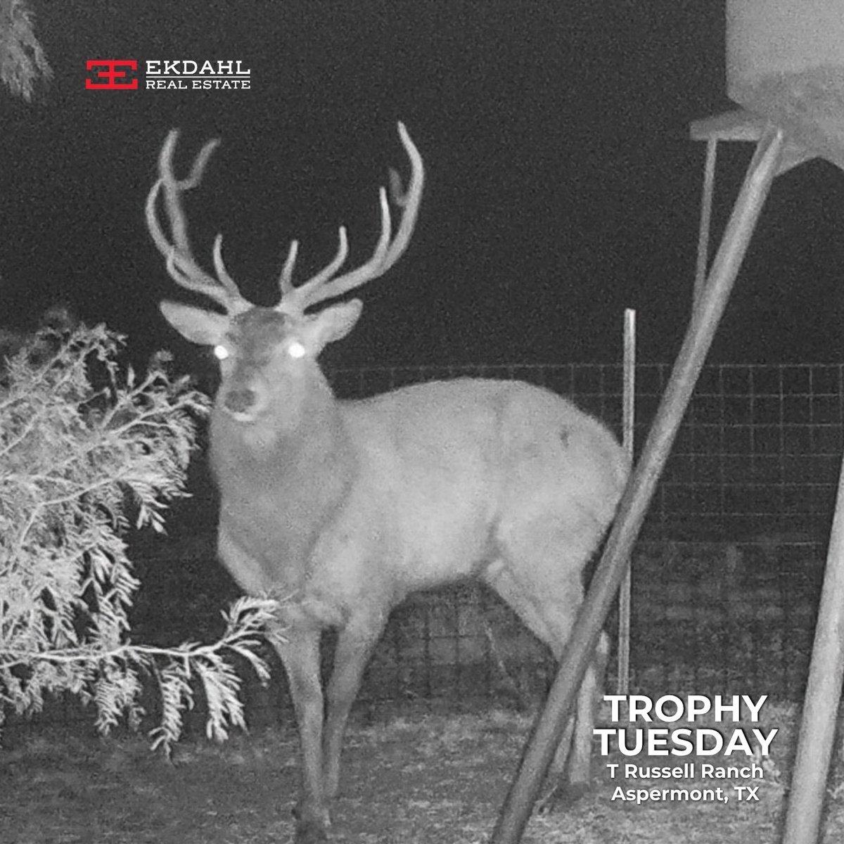 #TrophyTuesday #Aspermont
The hunting opportunities in Stonewall County are second to none.