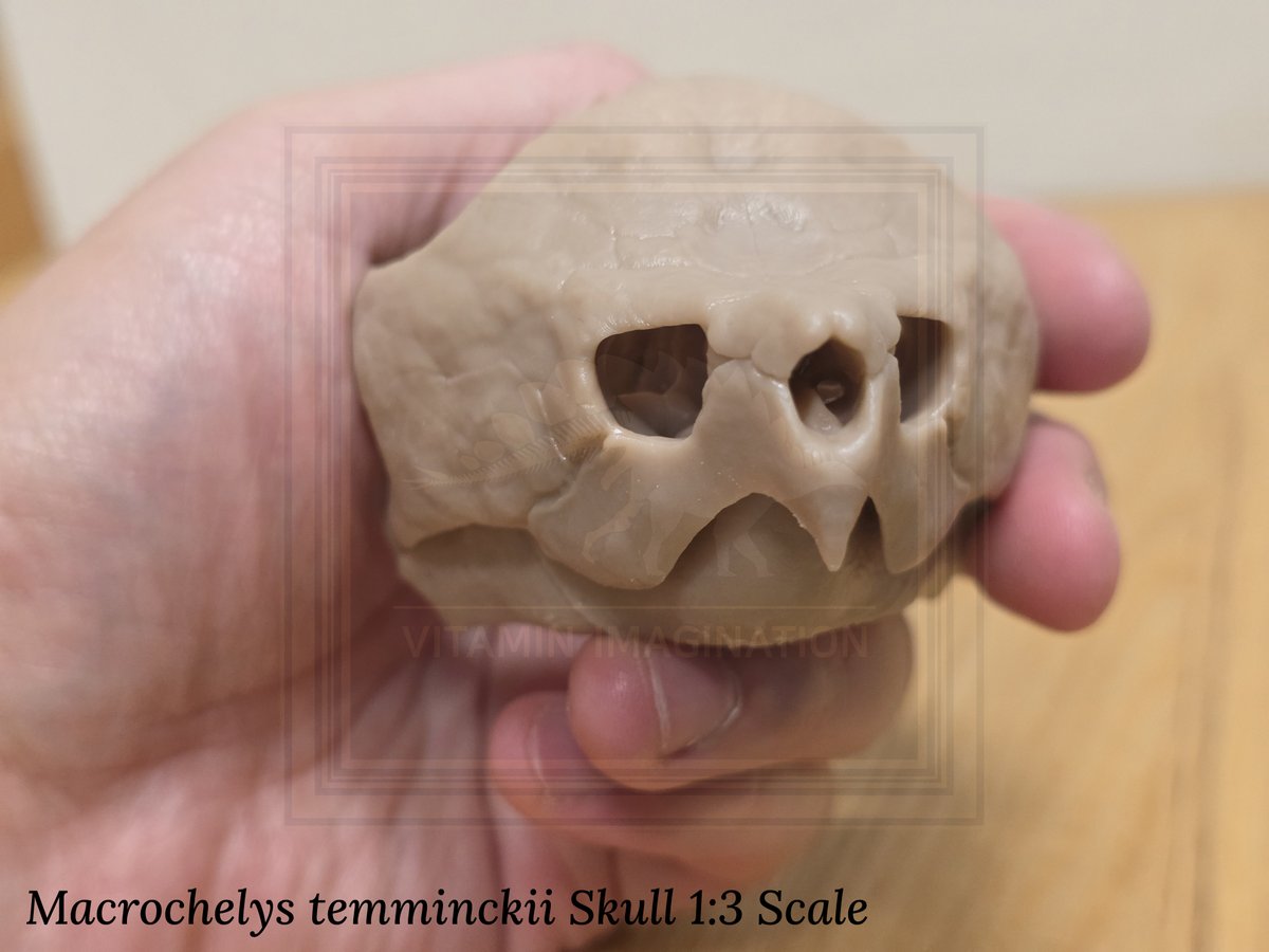 vitaimagination's tweet photo. 악어거북 두개골 1:3 척도
아담한 크기 너무 이쁘고 ~
Alligator snapping turtle Skull 1:3 Scale
#악어거북 #Alligatorsnappingturtle #skull #Macrochelystemminckii https://t.co/QsXkmrtmqe