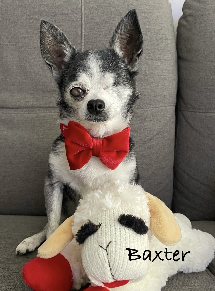 🐾 Baxter 🐾 tweet media