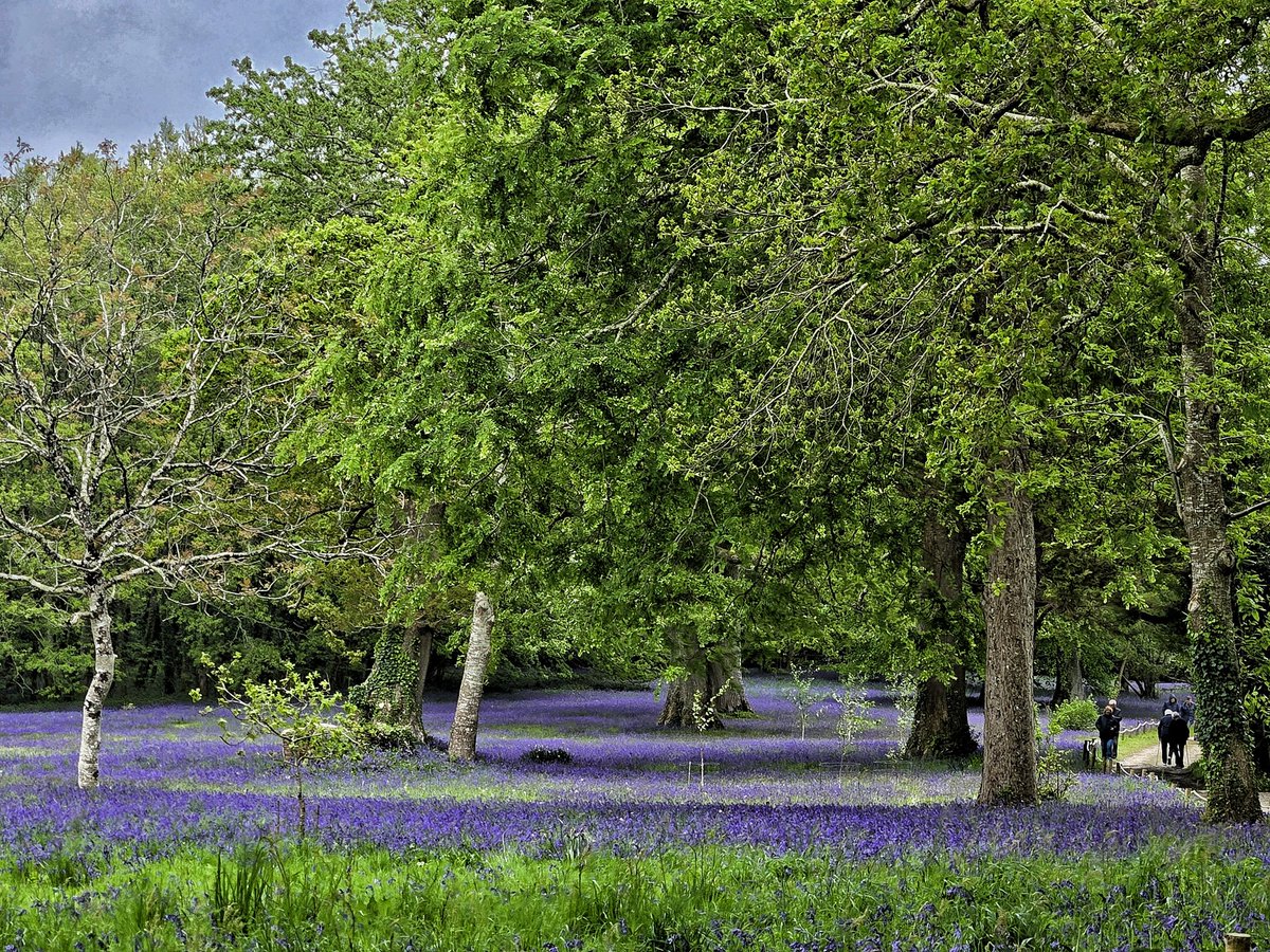 JillHurst14's tweet photo. The stunning bluebell festival @EnysGardens
#bluebells @ILoveCornwallUK ##visitcornwall https://t.co/qGMUDZaQL9