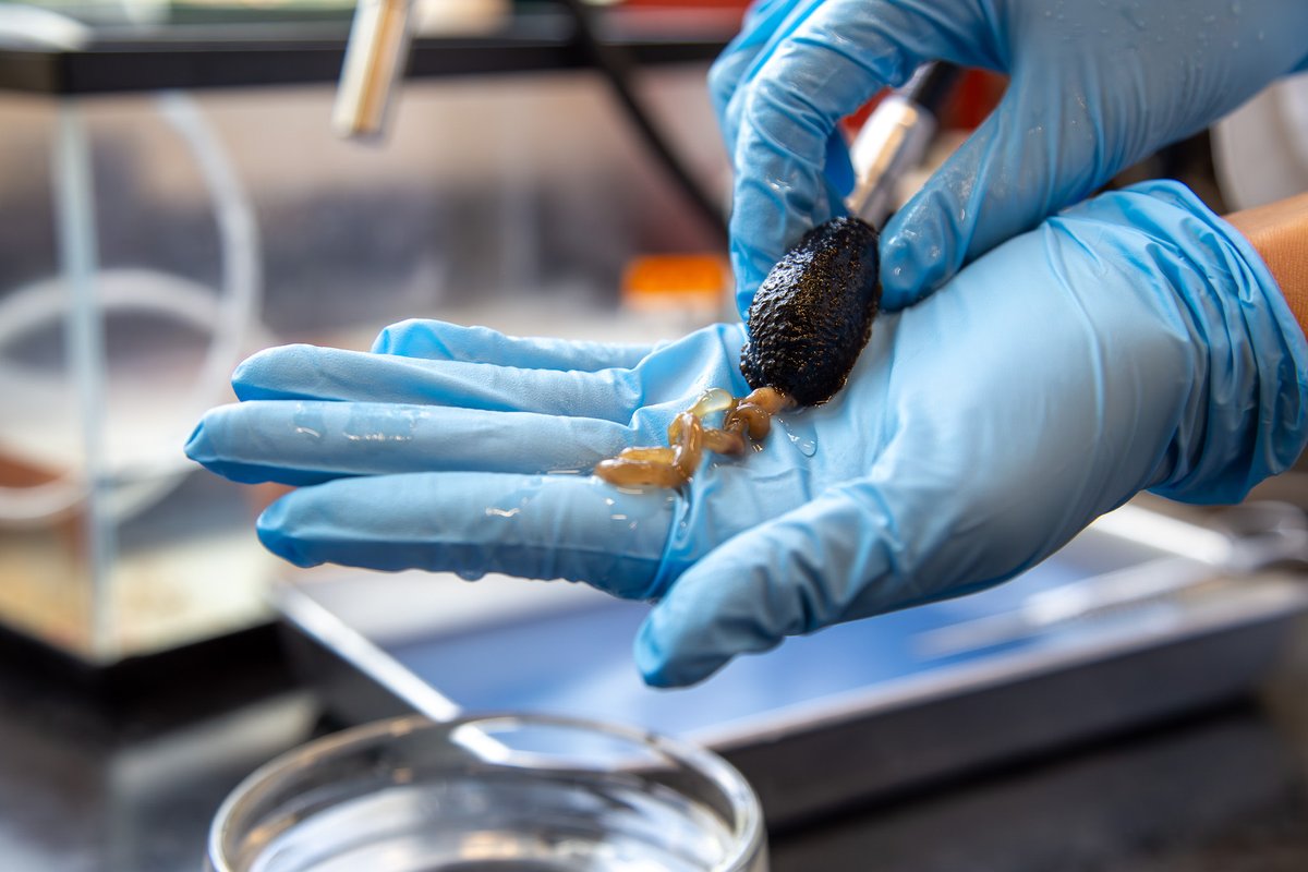 ✨Gallitos y Jerezana Brillan en Investigación✨

🤩Conoce a Julienn, Yamil y Sebastián, quienes se destacan como estudiantes investigadores en un estudio con el pepino de mar

📰Entérate de todos los detalles en este reportaje 👇
uprrp.edu/gallitos-y-jer…

<a href="/UPR_Oficial/">Universidad de Puerto Rico - UPR</a> <a href="/iupialdia/">IUPI al Día</a>