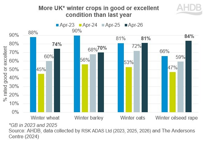 westernarable's tweet photo. UK winter cereal crop conditions have dipped since late March, but still better than the same time in 2025 and above 2022–24. The recent rainfall over the BH wknd will have helped. https://t.co/4ftv75hp0p (via @AHDB_Cereals) #oatt #grains #wheat #barley #OSR https://t.co/3NEUavhrZH