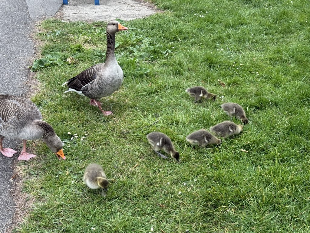 GeeseAll's tweet photo. Greylag goose family, River Thames, Reading https://t.co/p3K0Xz9oFP