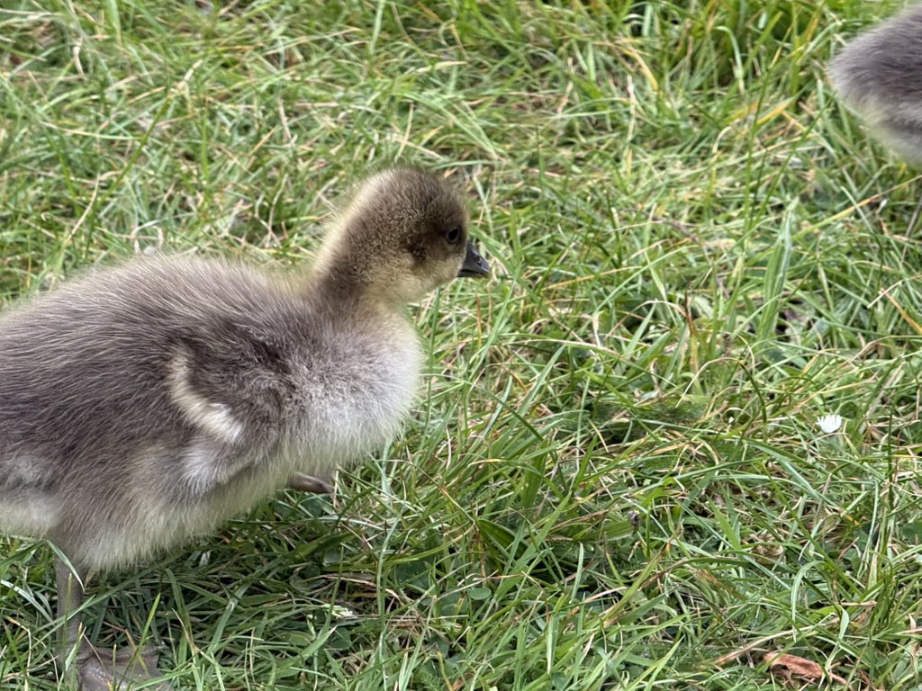 GeeseAll's tweet photo. Greylag goose family, River Thames, Reading https://t.co/p3K0Xz9oFP