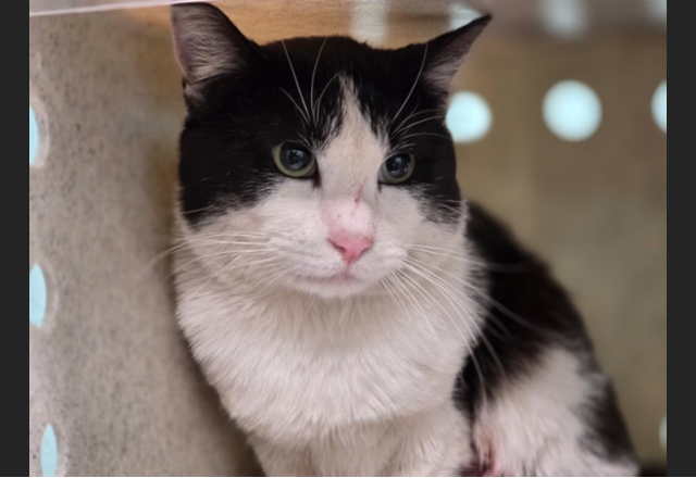 HollywoodDogs's tweet image. Leeroy, a 2-year-old tuxedo cat at a full shelter in #Gardena, #CA, needs a forever home, a foster home, or rescue adoptapet.com/pet/47822284-g… #URGENT #tuxedocat #AdoptableCatofDay 🐈‍⬛