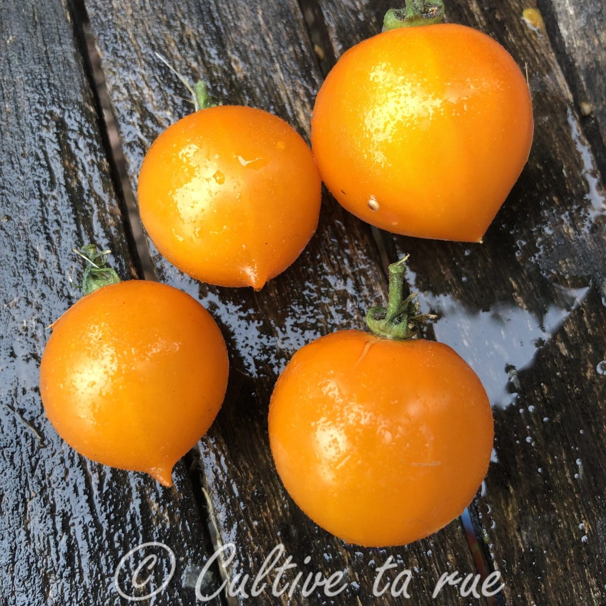 CultiveTaRue's tweet image. CULTIVE TA RUE

Lil' Peeps 

conique 
USA 
précoce 
Déterminé 
Infos : cultivetarue.fr/produit/lil-pe…
#tomato #biodiversity