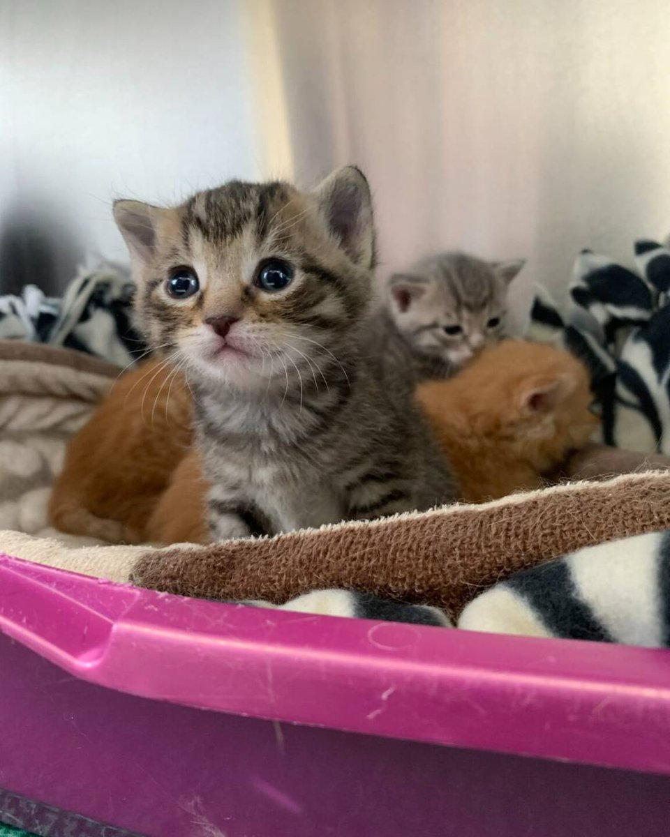The Ontario SPCA and Humane Society tweet media