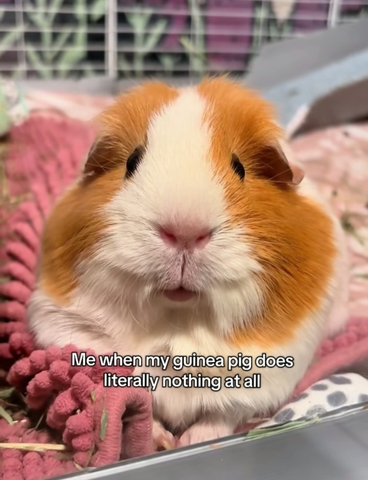 ki-uwu 🧡🤍🩷 tweet media