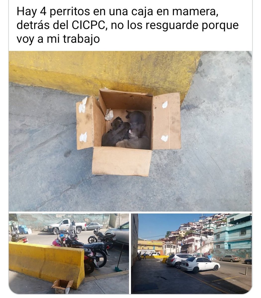 PerroUsuario Wof '•' tweet media