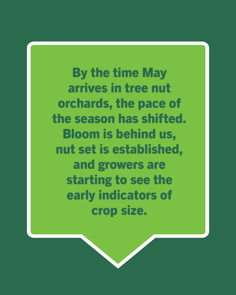 ValentBioStim's tweet photo. In tree nuts, decisions made now have a direct impact on the crop that will be harvested.

During May, nut growth and kernel development are accelerating. By supporting photosynthesis and overall leaf function, growers can help maintain the steady energy supply needed to carry the crop through the season and build toward a stronger harvest.

Read more: https://t.co/ux9OhInSUn

#agriculture #agribusiness #sustainability #farming #biologicals #biostimulants #biorationals
