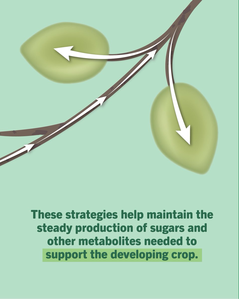 ValentBioStim's tweet photo. In tree nuts, decisions made now have a direct impact on the crop that will be harvested.

During May, nut growth and kernel development are accelerating. By supporting photosynthesis and overall leaf function, growers can help maintain the steady energy supply needed to carry the crop through the season and build toward a stronger harvest.

Read more: https://t.co/ux9OhInSUn

#agriculture #agribusiness #sustainability #farming #biologicals #biostimulants #biorationals