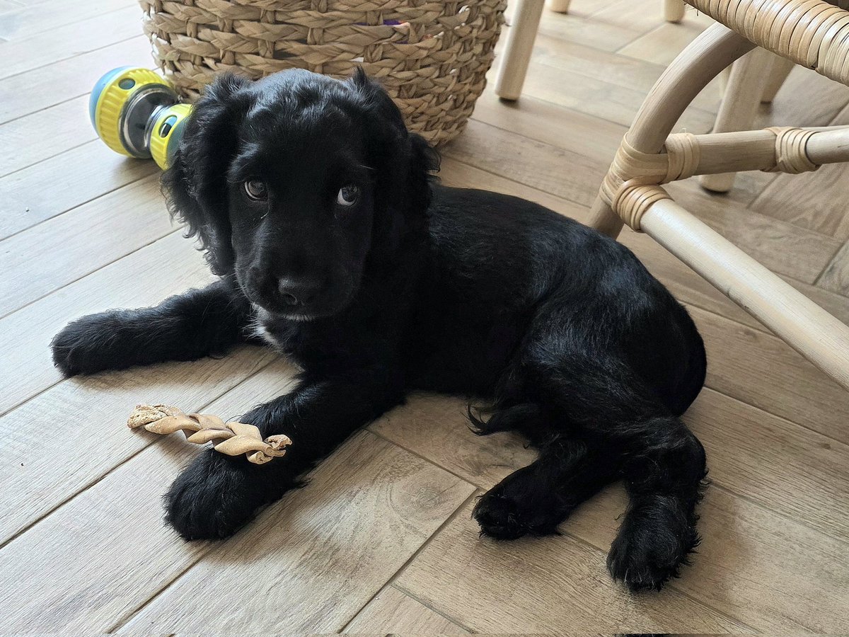 Paws & Reflect Dog Behaviourist & Trainer tweet media