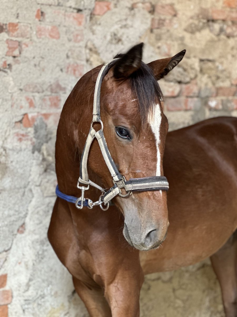 ehorses.com - horse market tweet media
