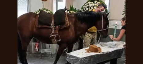 Dicen que los animales ven con el corazón, y Nina lo confirmó. Durante 8 años, ella y Pedro no solo compartieron caminos; compartieron la vida. No era solo una yegua y su dueño, era una lealtad silenciosa que no necesitaba palabras para ser entendida.