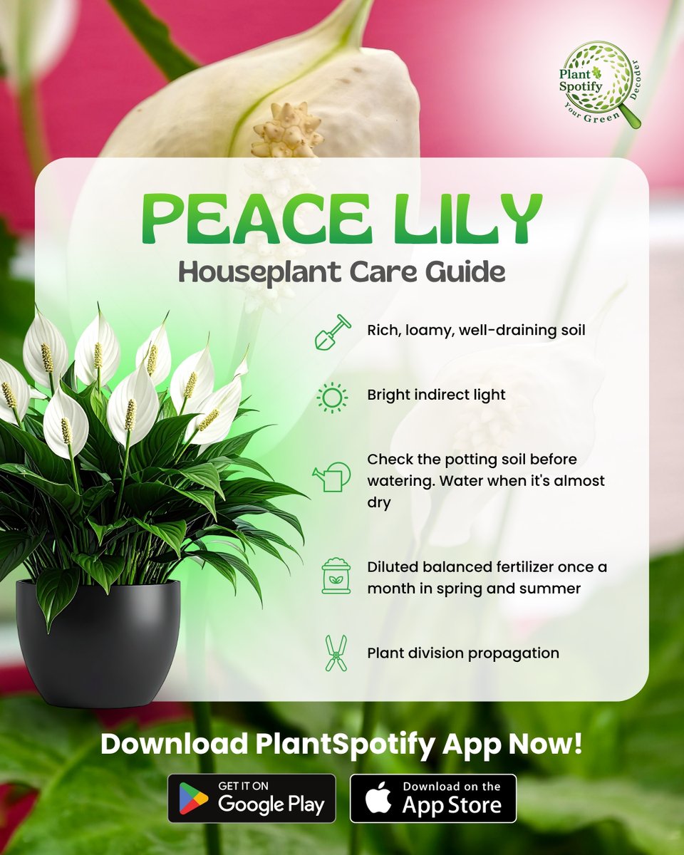 PlantSpotify's tweet image. Is your Peace Lily trying to tell you something? 👀🌿
Don’t ignore the signs — decode them with PlantSpotify 💡

Your plant’s health, simplified.

Download PlantSpotify now 📲

#PlantCare #PeaceLily #PlantLovers #IndoorPlants #GardeningLife #iOSApps #AndroidApps #GreenLiving