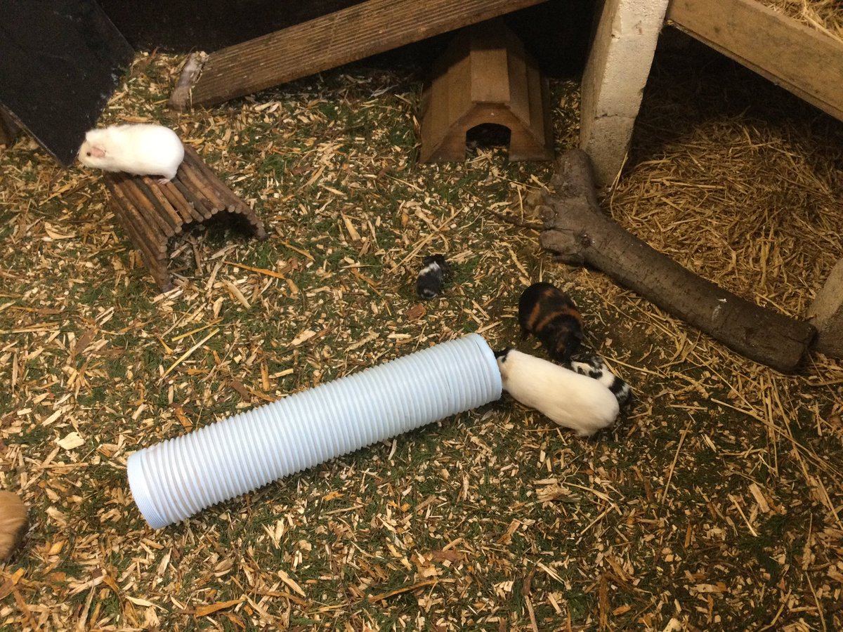 WhitegateRowan1's tweet photo. To start the day we headed to the animal meet and greet pen to learn all about some special animals. We were very gentle and met Jam the rat! We even got to see the brand new hamster litter. @SchoolWhitegate https://t.co/JeLiSi0YiL