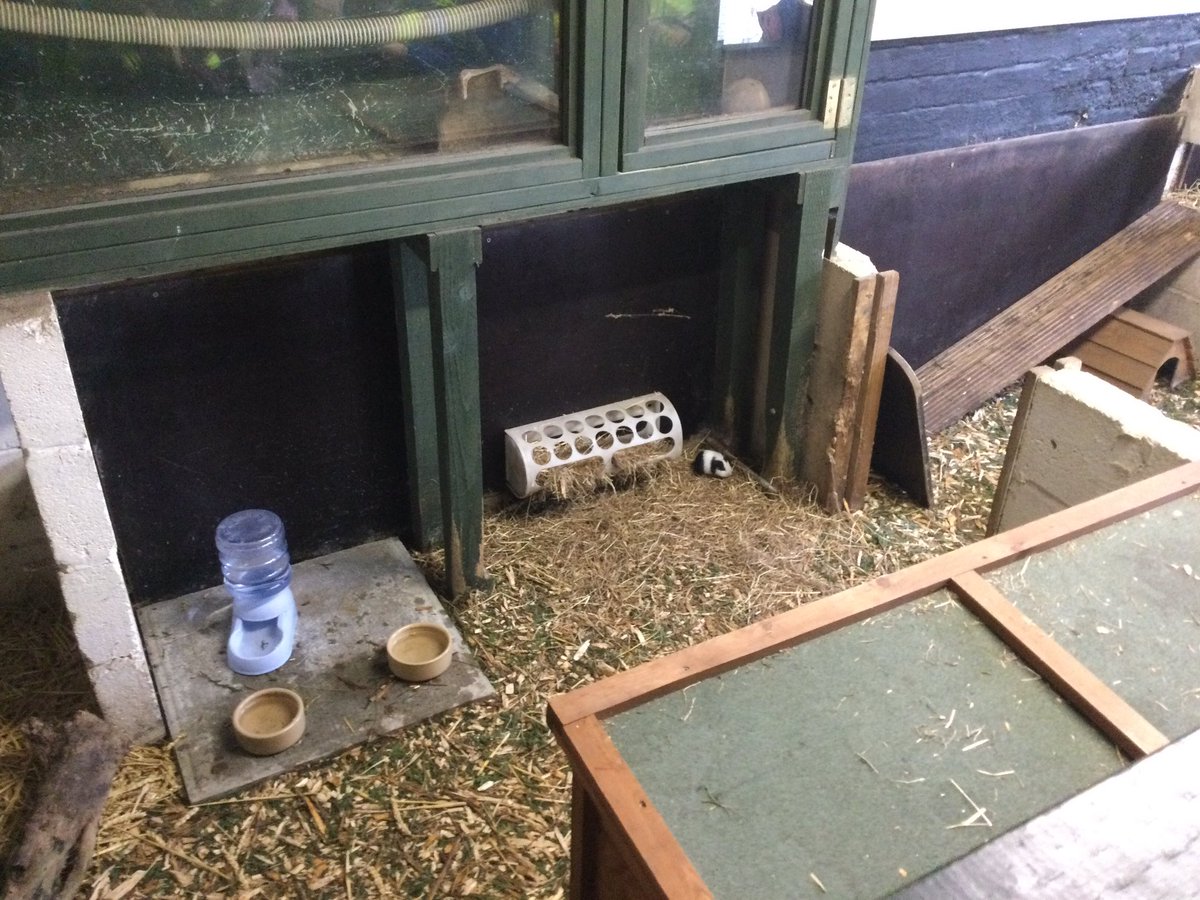 WhitegateRowan1's tweet photo. To start the day we headed to the animal meet and greet pen to learn all about some special animals. We were very gentle and met Jam the rat! We even got to see the brand new hamster litter. @SchoolWhitegate https://t.co/JeLiSi0YiL