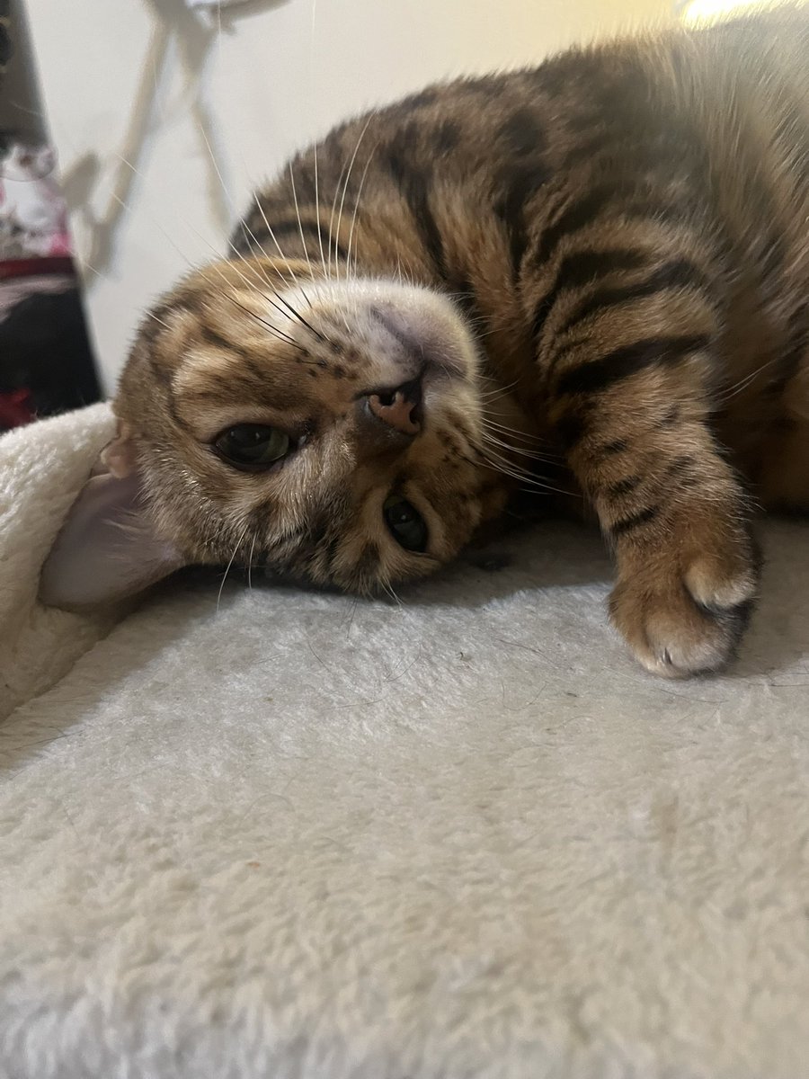 BellaBengalCat's tweet photo. Being too cute on this Tuesday ๐ป๐ป๐ป๐๐๐พ๐พโจโจ๐ฝ๐ฝ
#TeamBengal #TooCuteTuesday #CatsOnTwitter #XCats https://t.co/11DOLfAqSn
