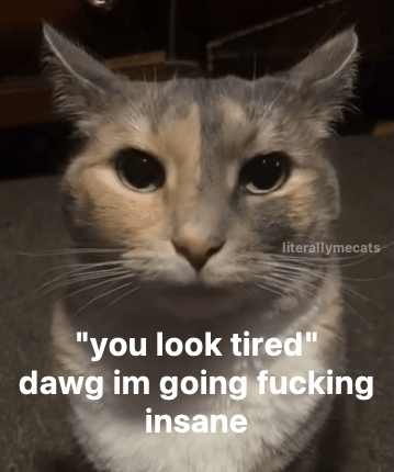 LiterallyMeCats tweet media