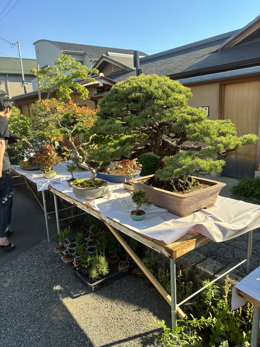 SMALLEST0722's tweet photo. 大宮盆栽村で開催されてた『第43回大盆栽まつり』行ってきました！
とりあえずすごい😍綺麗な盆栽の真柏もいっぱい　勉強になりました🪴
 #大盆栽まつり https://t.co/fFG1uZ1VFB