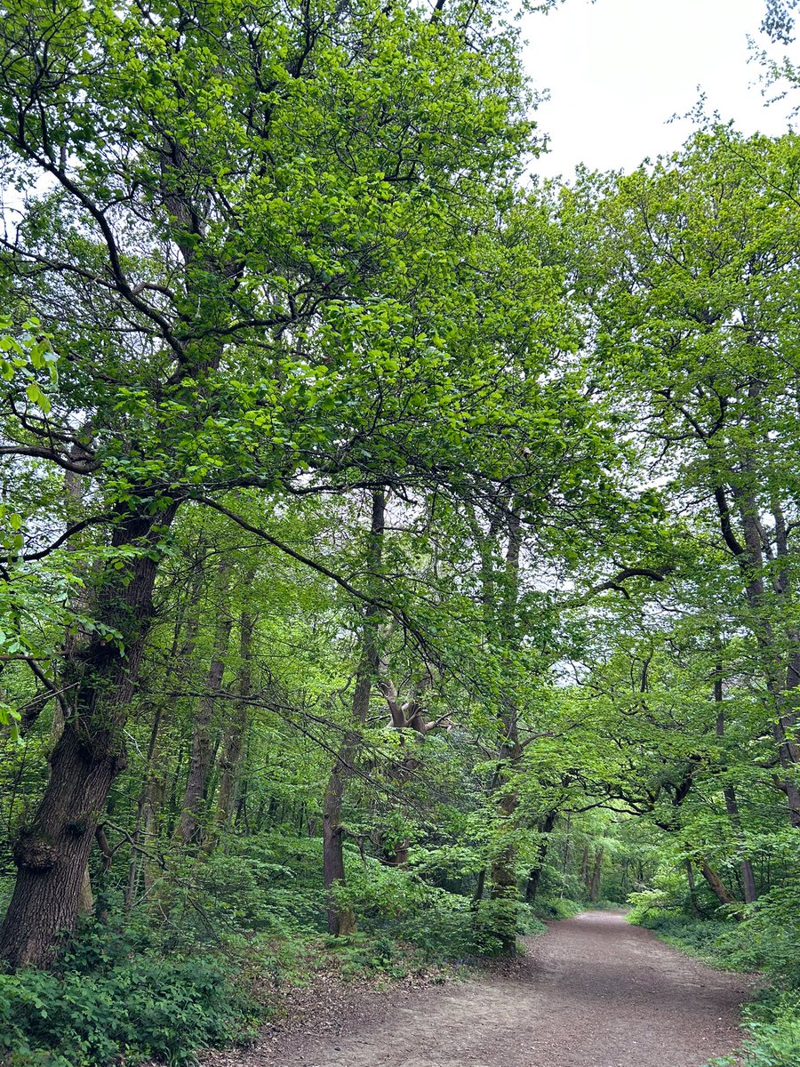 WoodlandNomad's tweet image. No rush hour here 😊#TreeClub🌳
