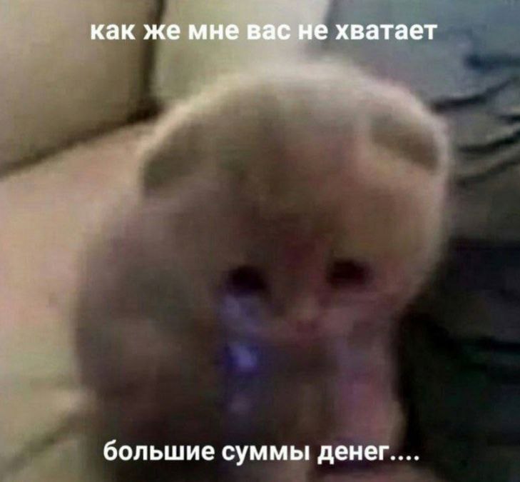 cats, i love cats (@catsilcats) on Twitter photo 