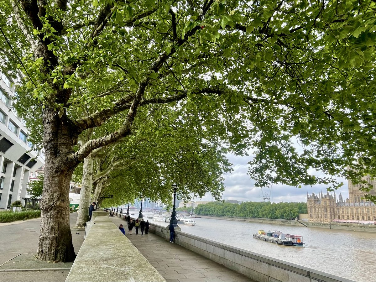 JV7025's tweet image. Early for an appointment this morning, so found a quiet spot by these trees, leaning towards the Thames and Houses of Parliament; if only they could talk! #TreeClub 💚🌳