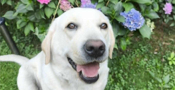 LabradoryOrg's tweet image. Mila, 4-letnia labradorka do adopcji
Więcej: adopcje.labradory.org/mila-9/
tel: 573981988, 510957071 #labradoryorg #labradorydoadopcji #labrador #labradorretriever #adoptujpsa #domtymczasowy