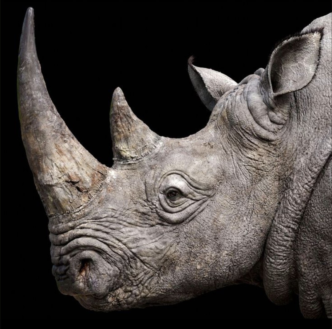 ArtistUtah24007's tweet image. Rinos in the midst and idiots on the fronges