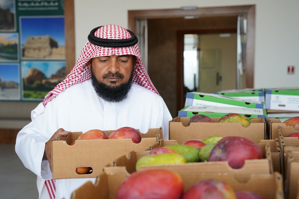 MakkahAuthority's tweet photo. ضمن مبادرة دعم المنتجات المحلية، وبمشاركة أحد المزارعين، جرى تقديم منتج المانجو لمنسوبي #هيئة_تطوير_منطقة_مكة_المكرمة، في خطوة تعزز دعم الإنتاج الوطني وتسهم في تنمية القطاع الزراعي بالمحافظات. https://t.co/nignhQTBCQ