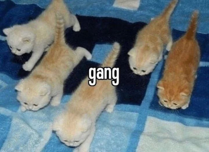 Punch Cat tweet media