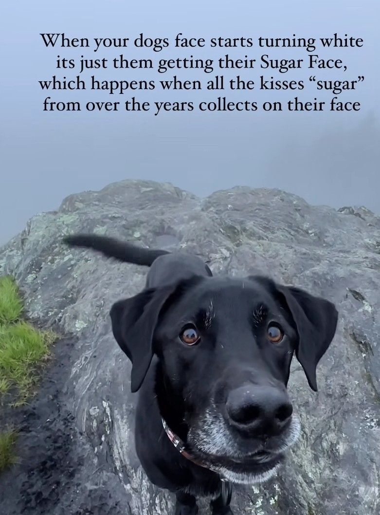 ShadowDogDesign's tweet photo. When your #dog's face starts turning white, it's just them getting their Sugar Face, which happens when all the kisses "sugar" from over the years collects on their face.
#Dogs #SugarFace #BestFriend #GoodDog #FaithfulFriend #LoveDogs #DogsAreLove https://t.co/qqslAR6GKO