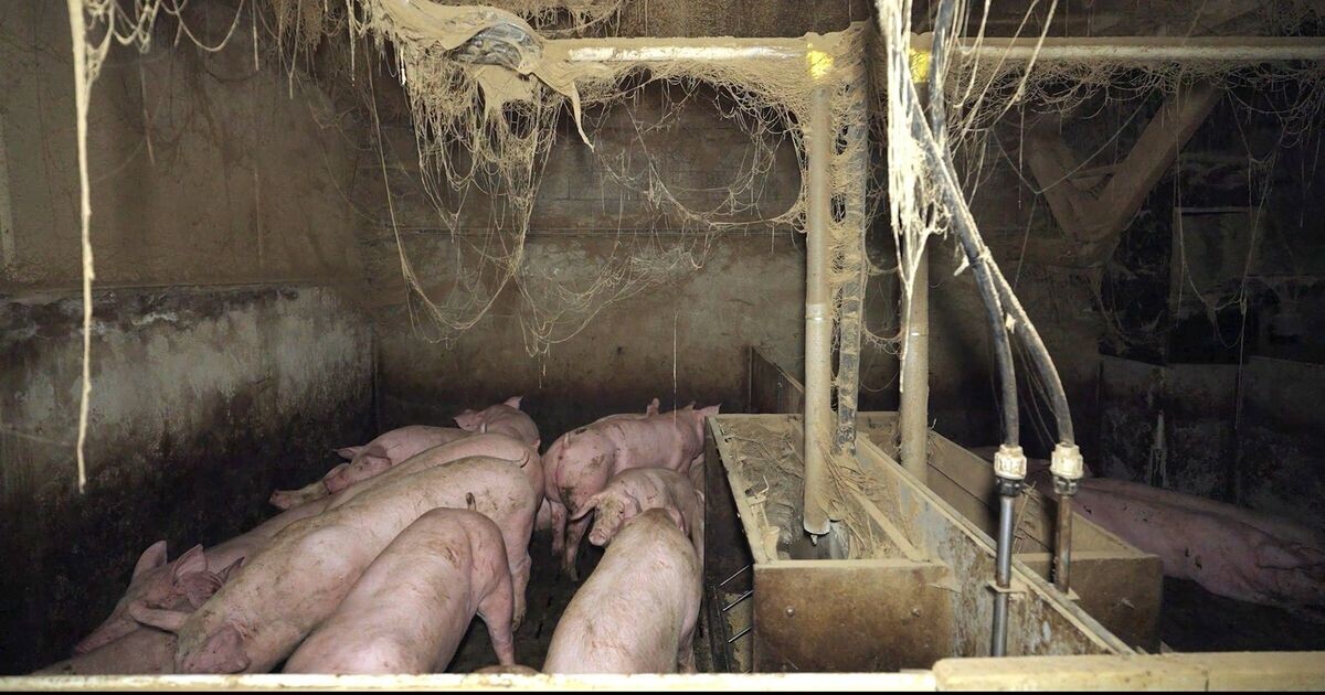 Finistère : l'association L214 obtient la suspension immédiate d'un élevage porcin de Lannilis
➡️ l.ici.fr/Ph3M