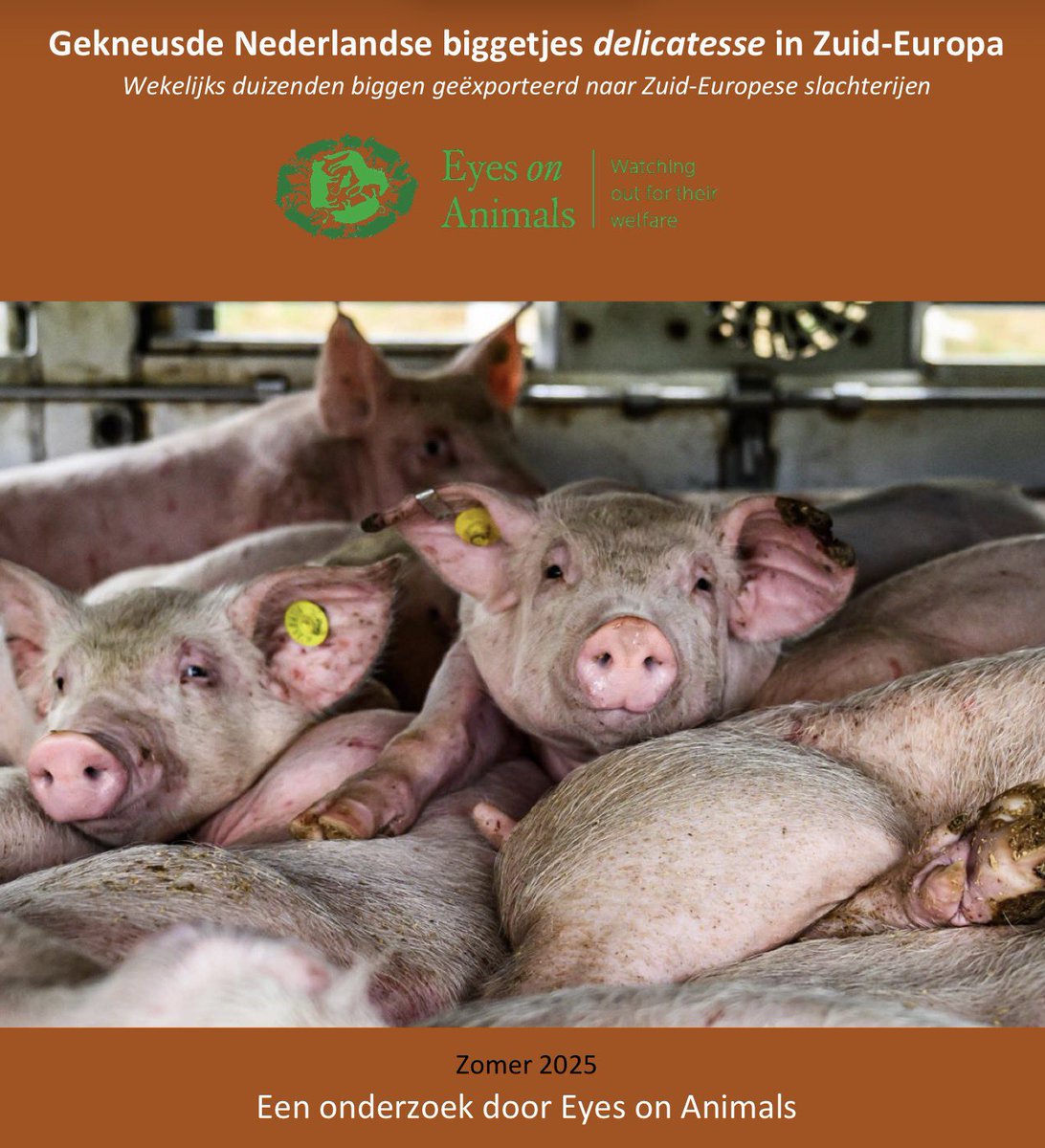 📌🐖 Ons nieuwste onderzoek: Gekneusde Nederlandse biggetjes delicatesse in Zuid-Europa. eyesonanimals.com/wp-content/upl… #varken #veetransport #slacht