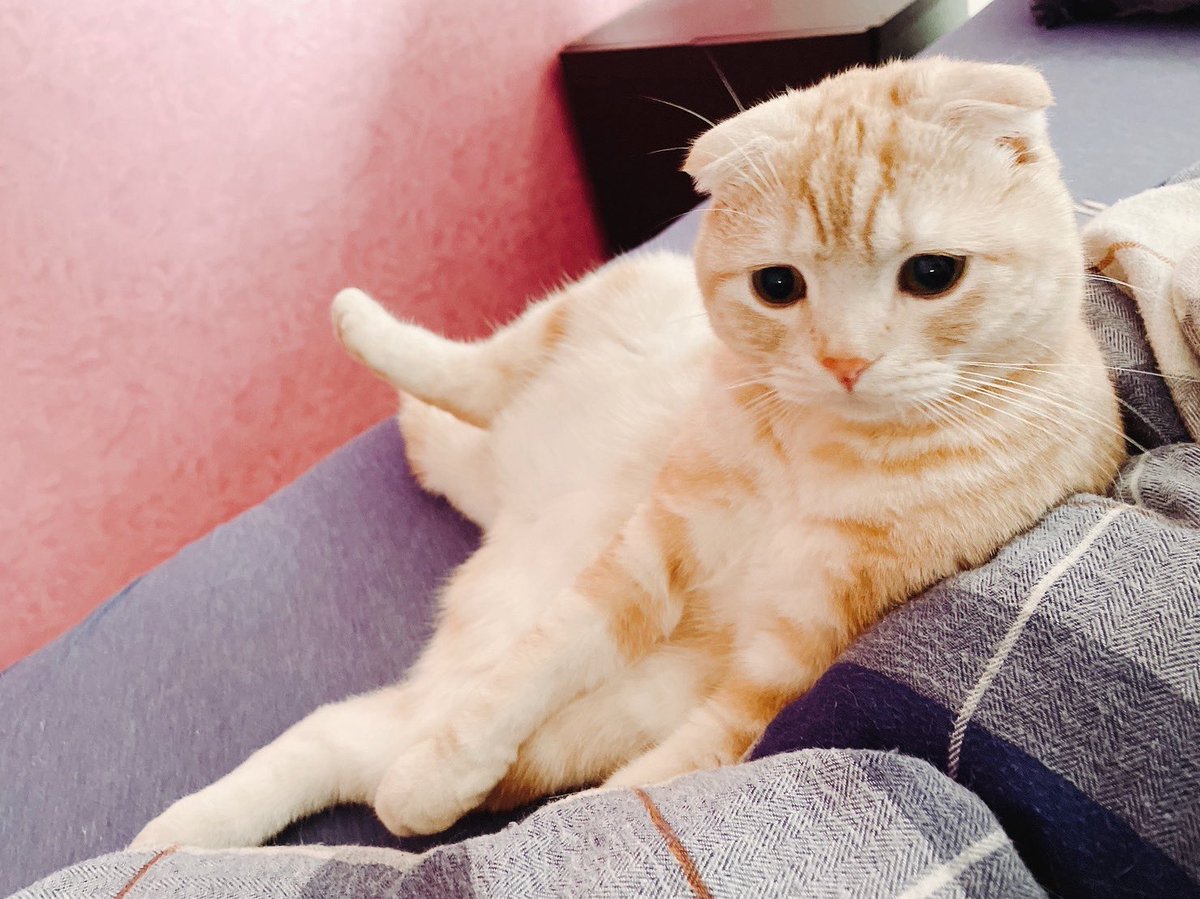 RooTs_86's tweet photo. 🐱🐱🐱 https://t.co/8O0QZM7avH