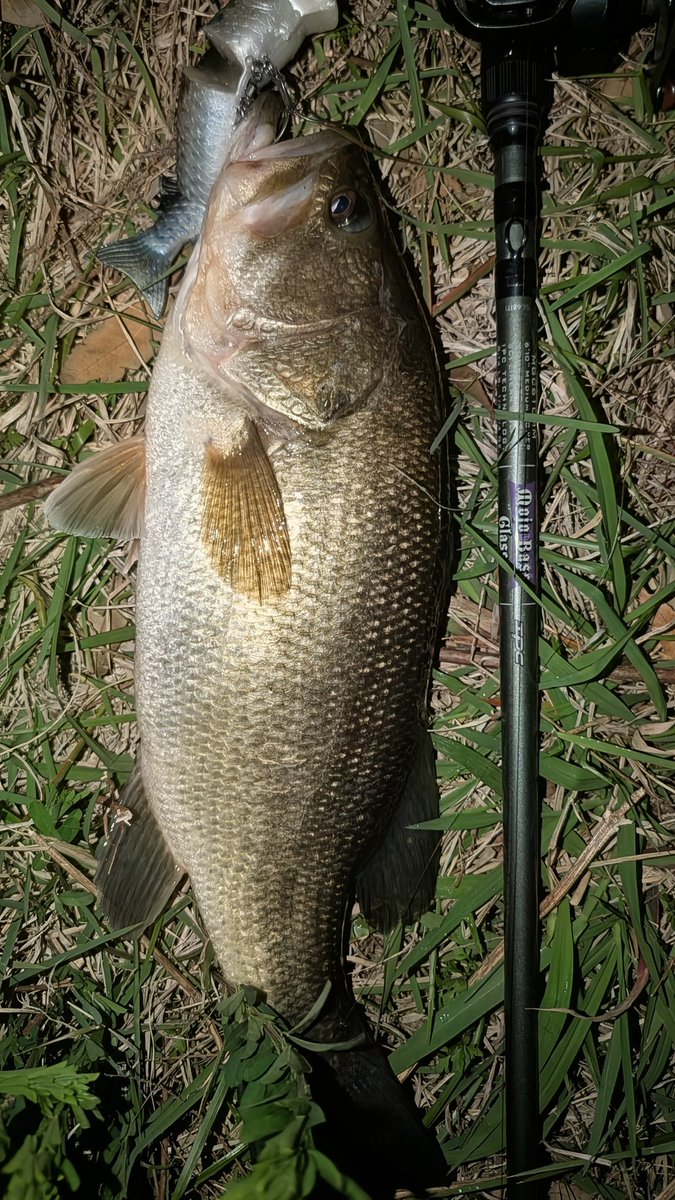 TSUYOPON_FISH's tweet photo. 今日は出遅れて21時半からスタート🎣
depsのプロップジグ+デス6とBlueBlueのボラコンで45cm前後の2本でストップフィッシング。
しかしモジョバスグラスは良い仕事してくれるね〜💯✨

さ〜て寝ますかね
(。-ω-)zzz
＃セントクロイ ＃deps ＃BlueBlue ＃モジョバスグラス ＃プロップジグ ＃ボラコン150 https://t.co/8HdGrHcVMc