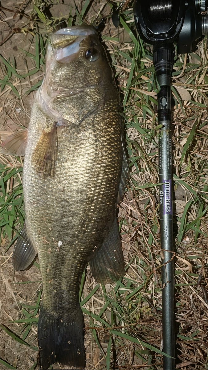 TSUYOPON_FISH's tweet photo. 今日は出遅れて21時半からスタート🎣
depsのプロップジグ+デス6とBlueBlueのボラコンで45cm前後の2本でストップフィッシング。
しかしモジョバスグラスは良い仕事してくれるね〜💯✨

さ〜て寝ますかね
(。-ω-)zzz
＃セントクロイ ＃deps ＃BlueBlue ＃モジョバスグラス ＃プロップジグ ＃ボラコン150 https://t.co/8HdGrHcVMc