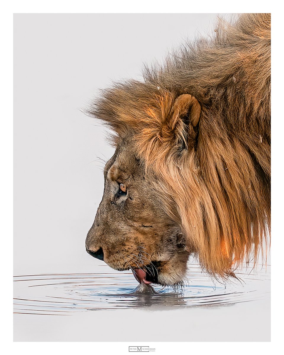 Great capture of King quenching his thirst in Etosha National Park. Credit to Peter Schoeman