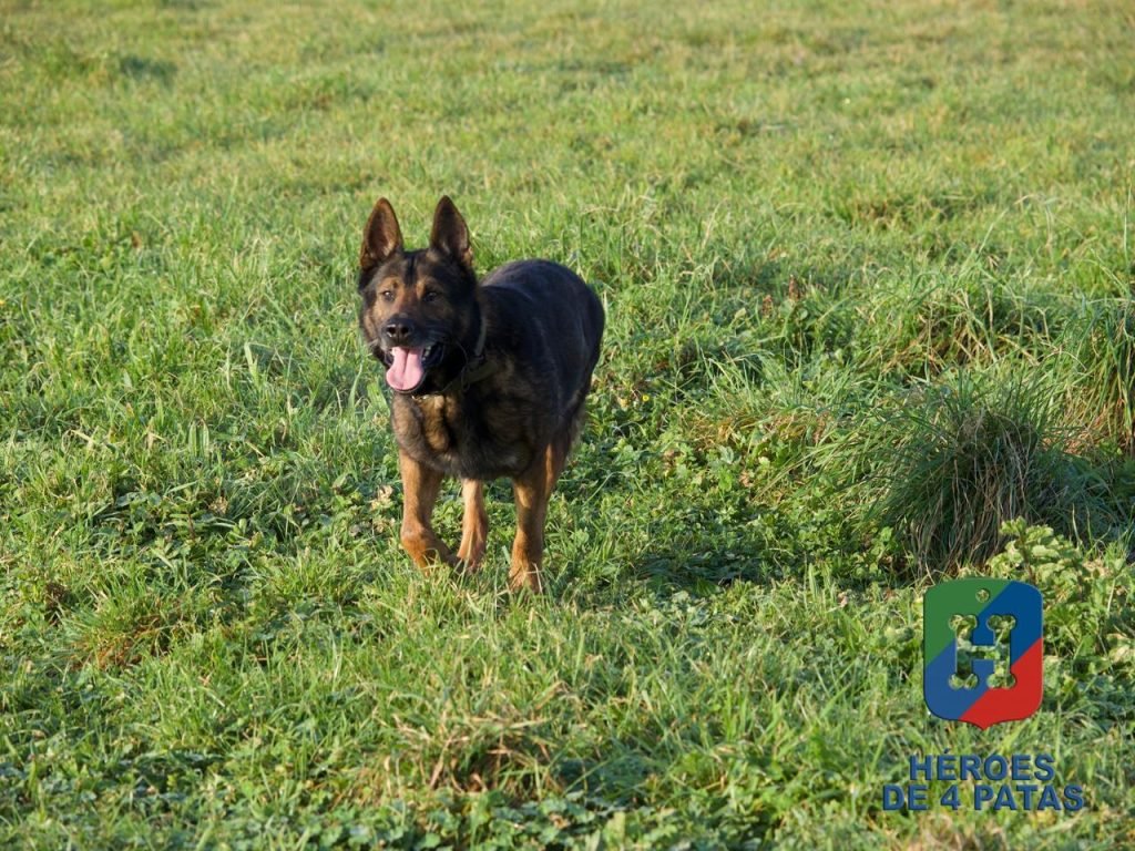 🐾 Os presentamos a Dagui 💙

Pastor Alemán de <a href="/policia/">Policía Nacional</a>  que se jubila 🎖️

Con carácter, ideal para finca 🏡

El adoptante mejor con experiencia y, si puede ser, con hembra 🐕

¿Eres su persona? ✨

📩heroesde4patas.org/perro/dagui/

#AdoptaNoCompres
#AdoptaUnJubilado