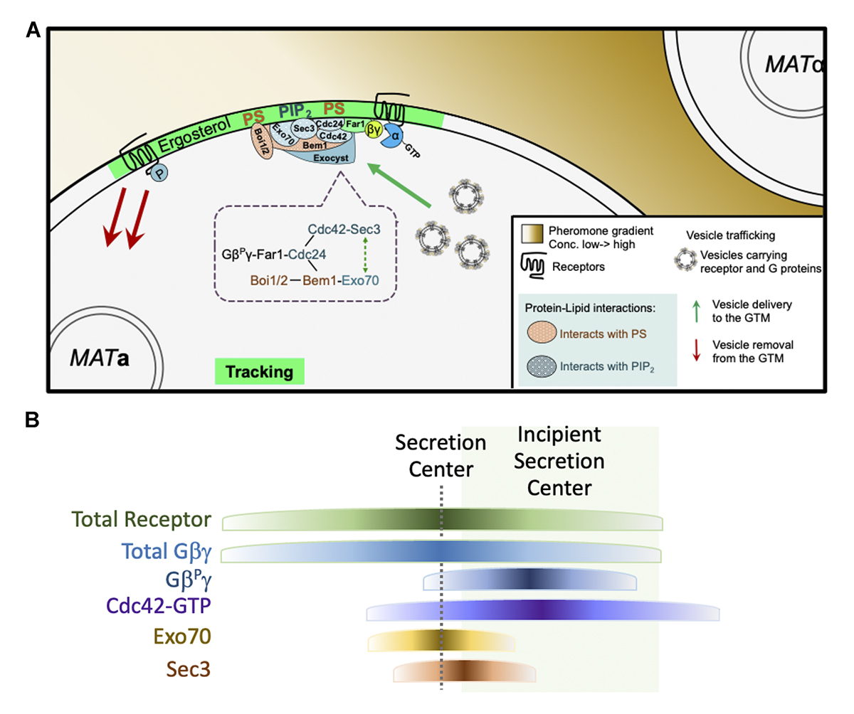 Journal of Cell Biology tweet media